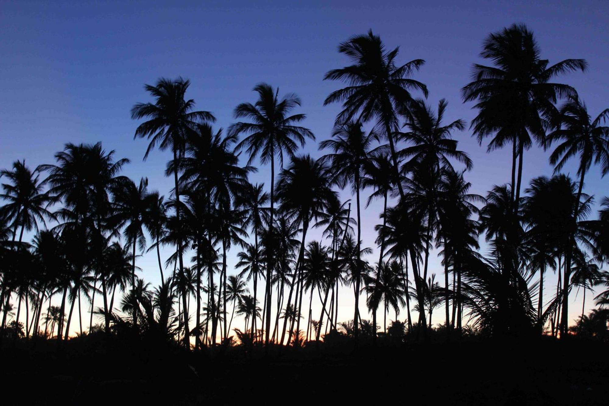 Dreamland Bungalows - Taipu De Fora - Barra Grande Екстериор снимка